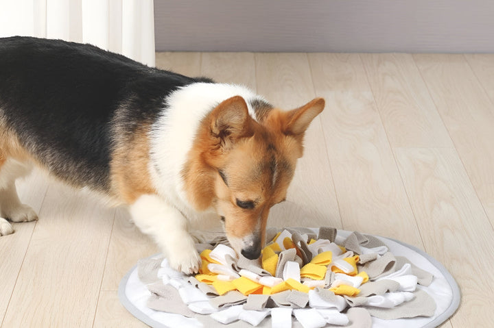 BEST PET ESSENTIALS FOR DAILY COMFORT